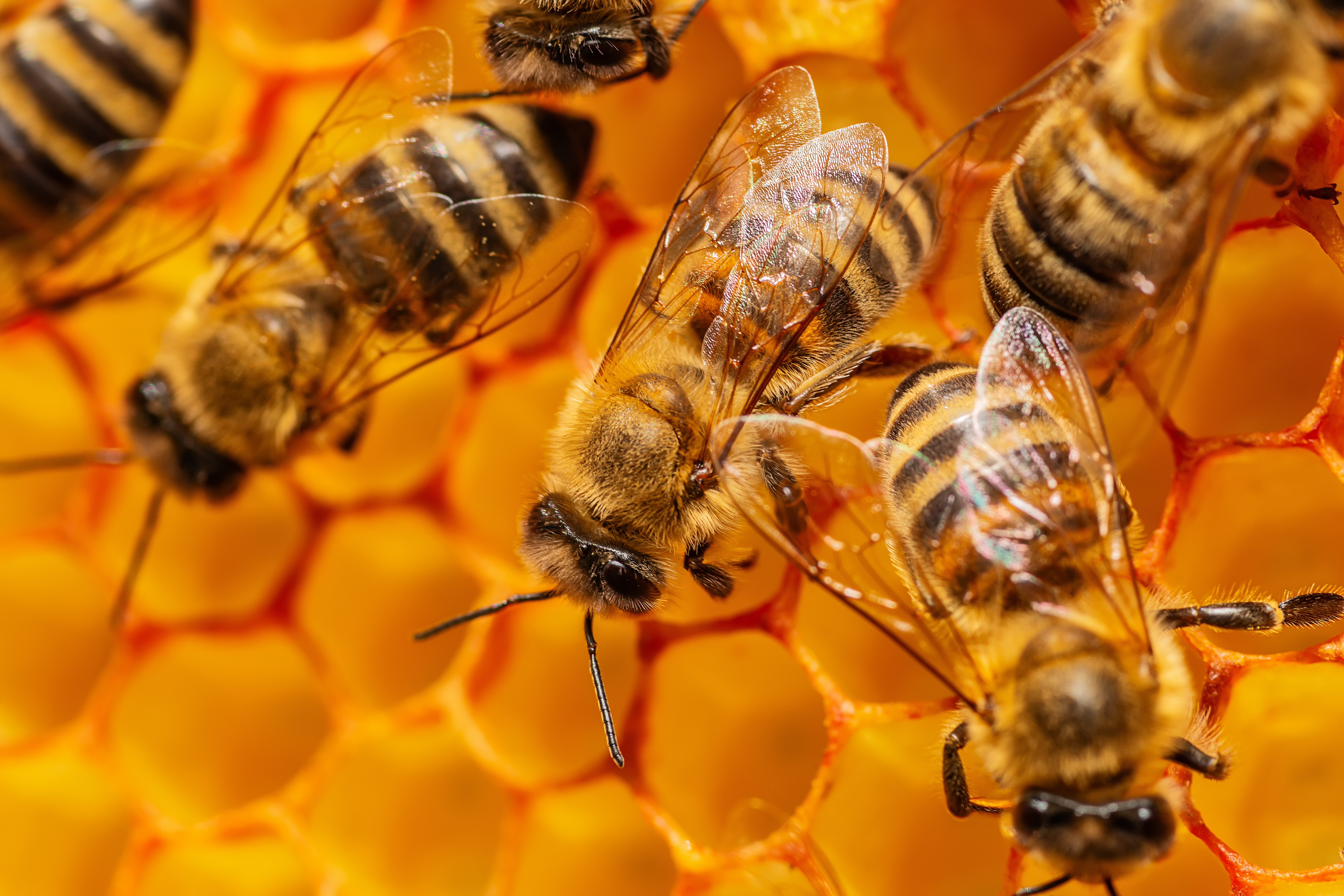Beekeeper Meeting